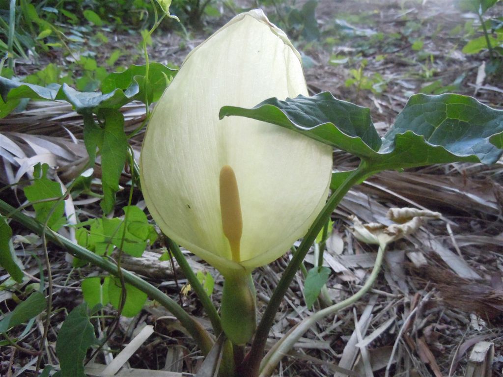 Arum italicum